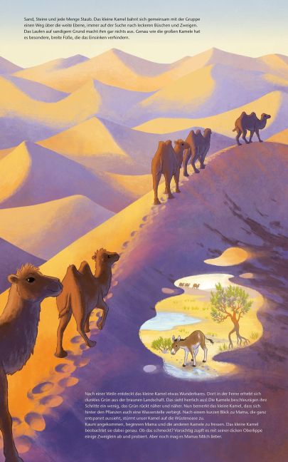 Das kleine Kamel – Bilderbuch Wildtiere ab 4 | Sachbilderbuch Wüste - Blick in Buch - Kamele wandern